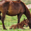 jigsaw puzzle domesticated animals